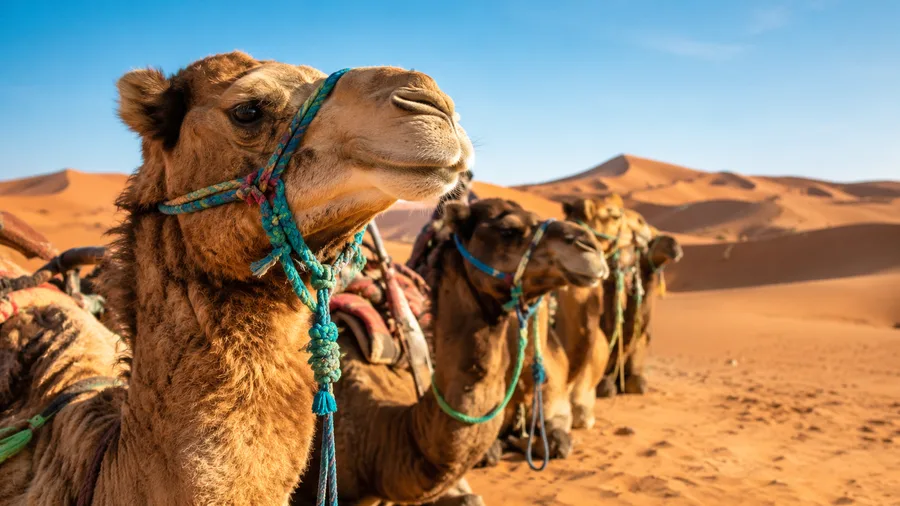 Wycieczki po Pustyni Sahara z Casablanki, Agadiru i Tangeru