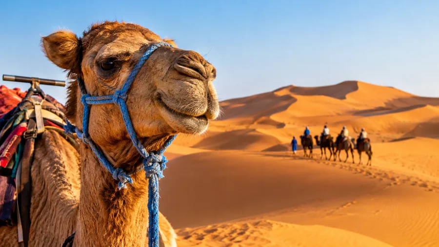 Merzouga-Wüstentouren: Erg Chebbi-Dünen und Reiseführer