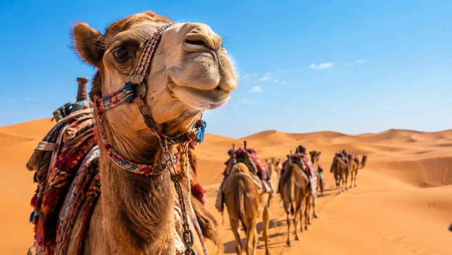 Sahara-Wüstencamel-Trekking- und Campingtouren